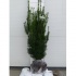 Taxus m. 'Hicksii' 80-100 cm